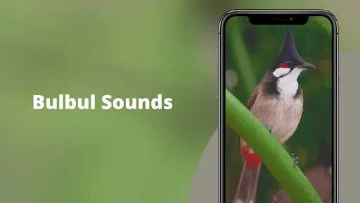 Red-whiskered Bulbul Sounds screenshot 2