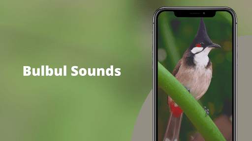 Red-whiskered Bulbul Sounds स्क्रीनशॉट 2