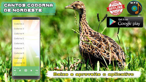 Canto Codorna de Nordeste screenshot 3