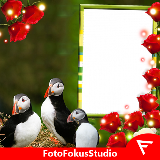 Atlantic Puffin Insta DP icon