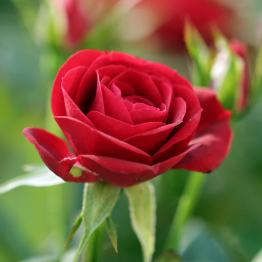 Red Rose Live Wallpaper icon