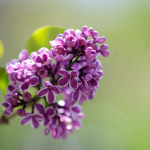 Lilac live wallpaper 1.0.7