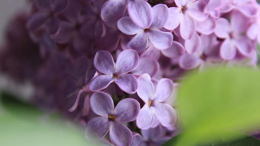 Lilac Flowers Live Wallpaper (Backgrounds) screenshot 8