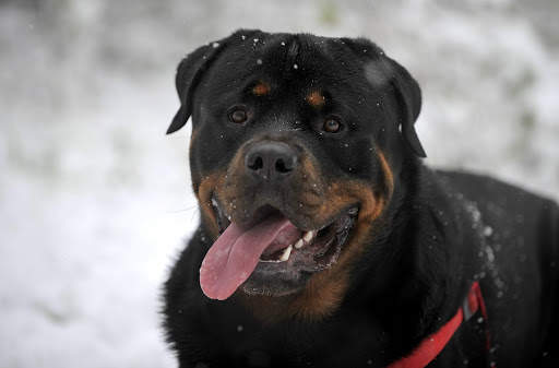 Rottweiler Wallpaper: Dog Wallpapers screenshot 17