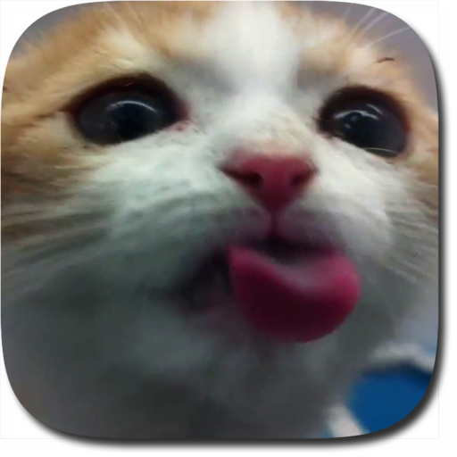 Cat Lick Screen Live Wallpaper icon