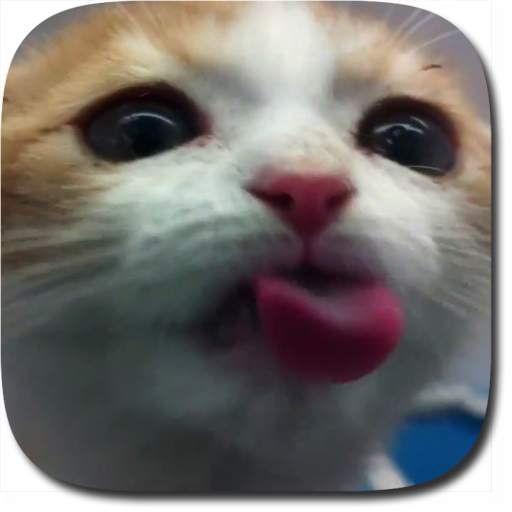 Cat Lick Screen Live Wallpaper 3.0