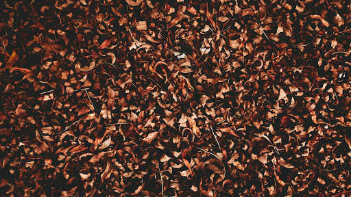 Autumn Wallpapers HD & 4k Backgrounds screenshot 14