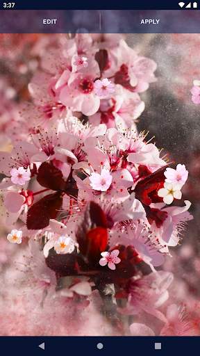 Sakura Flower Live Wallpaper screenshot 5
