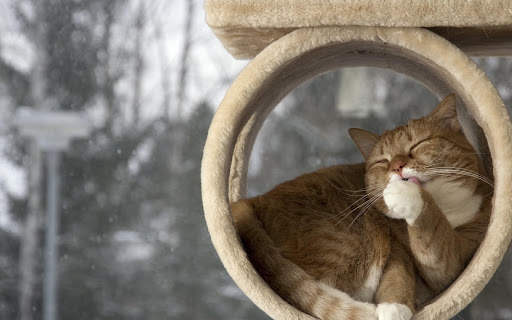 Cat Wallpapers HD Cute screenshot 8