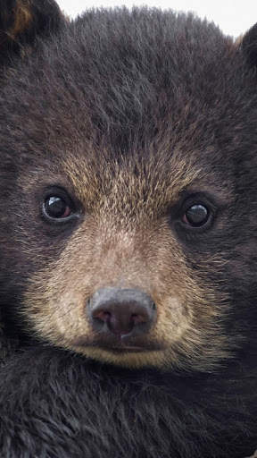 Bear Wallpapers HD & 4k Backgrounds screenshot 3