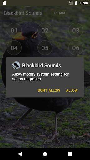 Black Bird (Animal) Calls & Singing screenshot 3