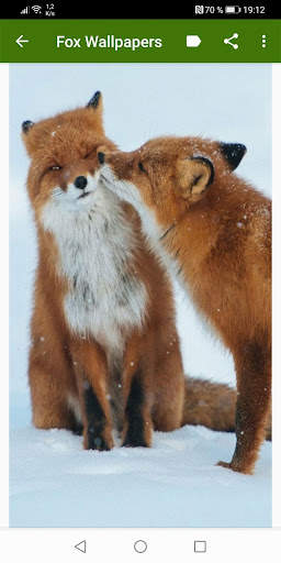 Fox Wallpapers screenshot 4