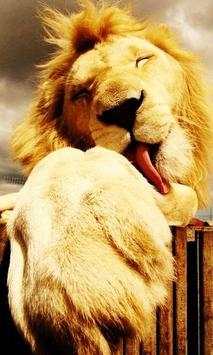 Lion wallpaper screenshot 1