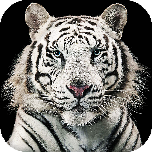 White Tiger Live Wallpaper (Backgrounds) icon