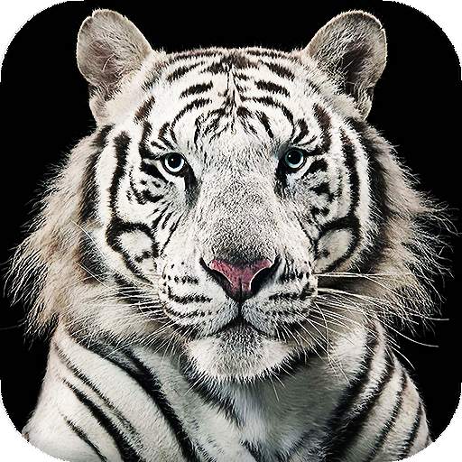 White Tiger Live Wallpaper (Backgrounds) 16.0