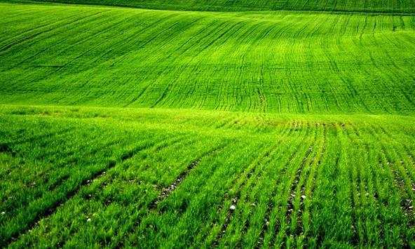 Grass wallpapers screenshot 1
