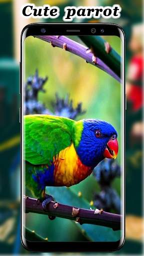Cute Parrot Wallpaper screenshot 8