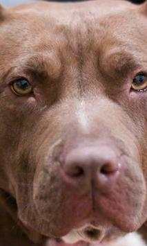 Pitbull wallpapers screenshot 3