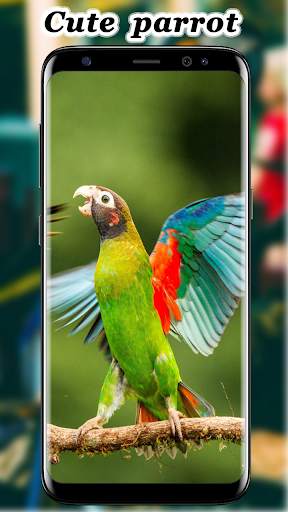 Cute Parrot Wallpaper screenshot 7