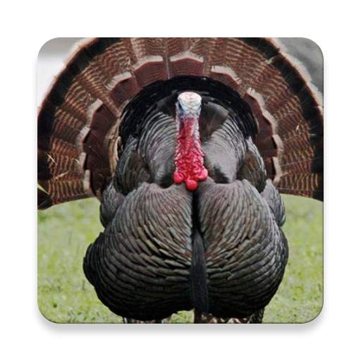 Turkey Bird Sound Collections ~ Sclip.app 1.0.2