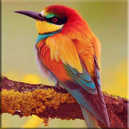 Beautifull Bird Wallpapers 1.0