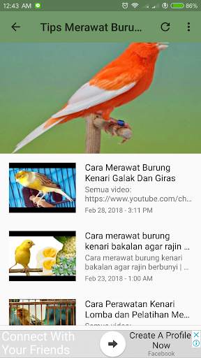 Kicau Burung Kenari screenshot 4