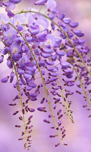 HD Lilac Flower Live Wallpaper screenshot 11