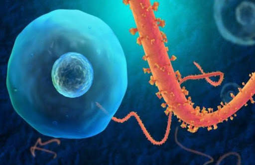 Ebola Virus screenshot 5