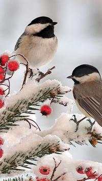 Birds LiveWallpapers screenshot 4
