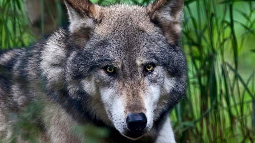 Wolf Live Wallpaper (Wallpapers & Backgrounds) screenshot 5