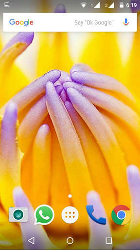 Water Lilies Flower Wallpaper screenshot 4