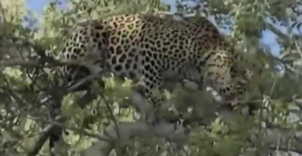 World Live TV screenshot 4