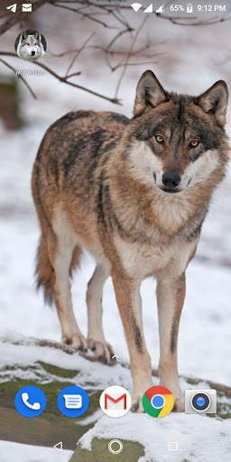 Free Wolf Wallpapers HD screenshot 9
