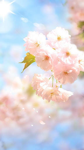 Sakura Flower Live Wallpaper screenshot 3