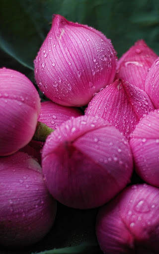 Flowers Wallpapers HD 2021 screenshot 15