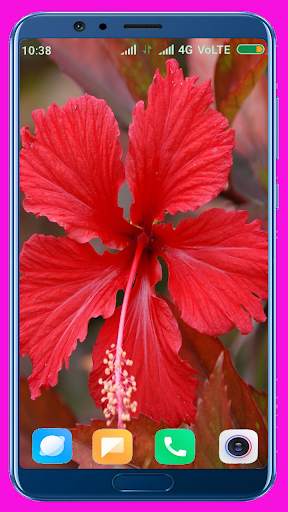 Hibiscus Flower Wallpaper Best 4K screenshot 13