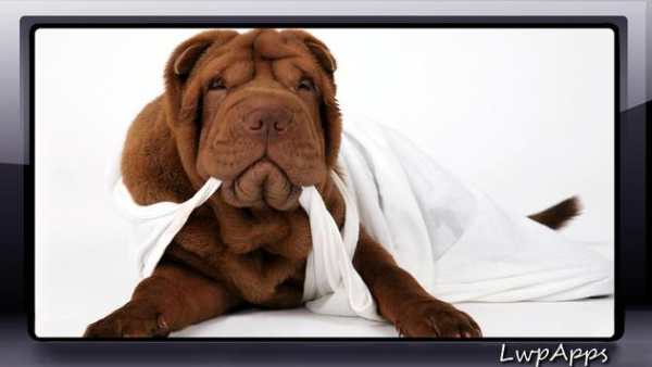 Shar Pei Wallpaper screenshot 2