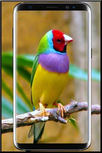 Beautiful Birds Wallpaper screenshot 3