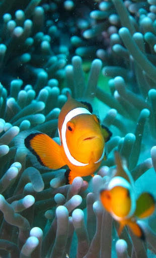 Aquarium Video Live Wallpaper screenshot 5