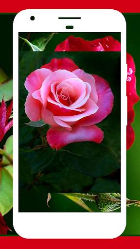 Rose Wallpapers screenshot 6