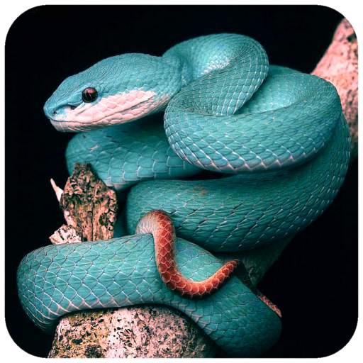 Snake Wallpaper 1.08