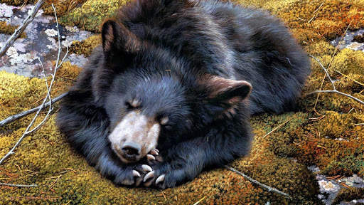 Bear Wallpapers HD & 4k Backgrounds screenshot 11