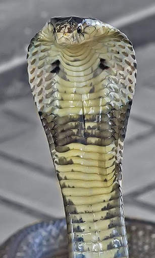 Cobra Wallpaper screenshot 3