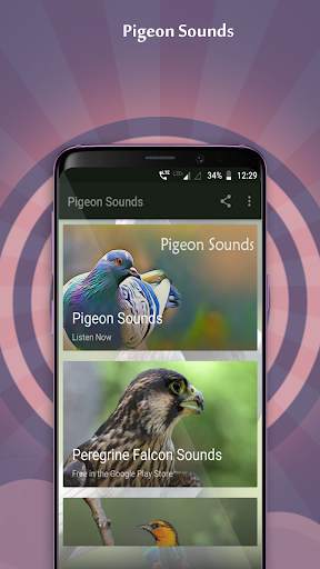 Pigeon Sounds скриншот 3