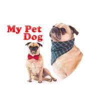Pet Dog wallpapper 1.0