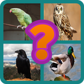 Bird Name Quiz icon