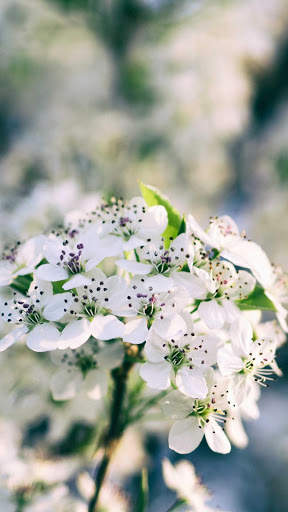 Spring Wallpapers : backgrounds hd screenshot 4