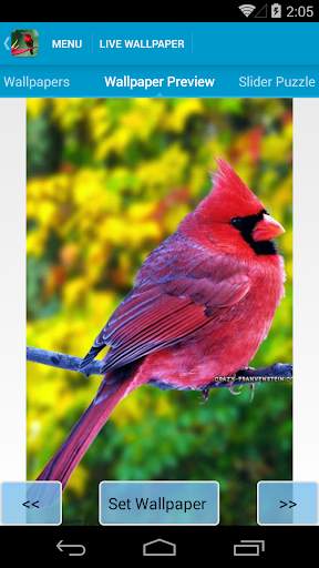 Beautiful Birds Live Wallpaper screenshot 3