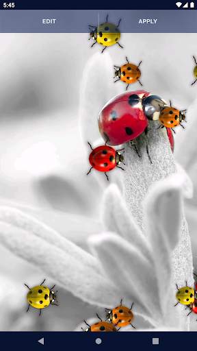Cute Ladybug Live Wallpaper screenshot 7