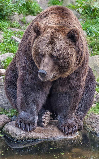 Bear Wallpapers | hd backgrounds screenshot 1